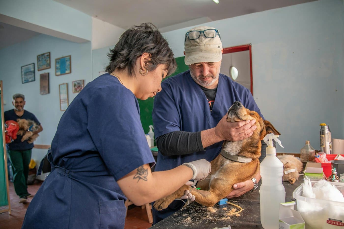 A vet and a technician examining a calm dog on an exam table